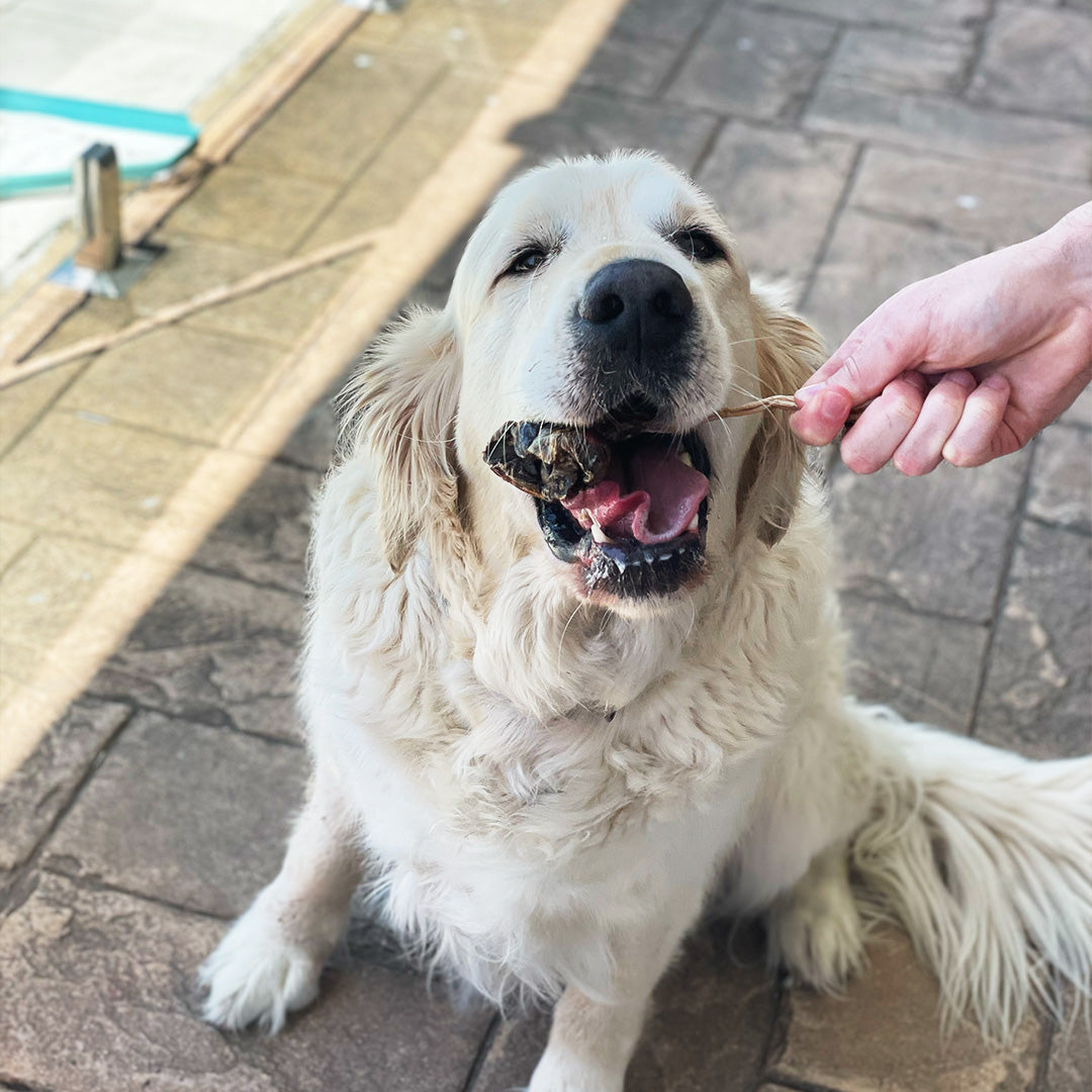 Roo Tendons - Dog Treats